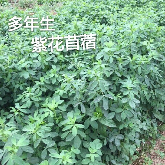 梁山县苜蓿草种子  优选紫花苜蓿种子，精选种子。