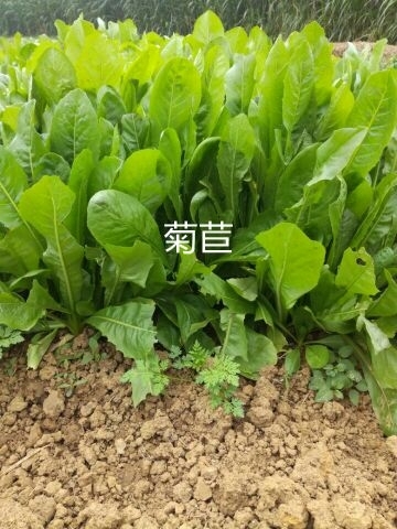 梁山县菊苣种子 包衣种子
