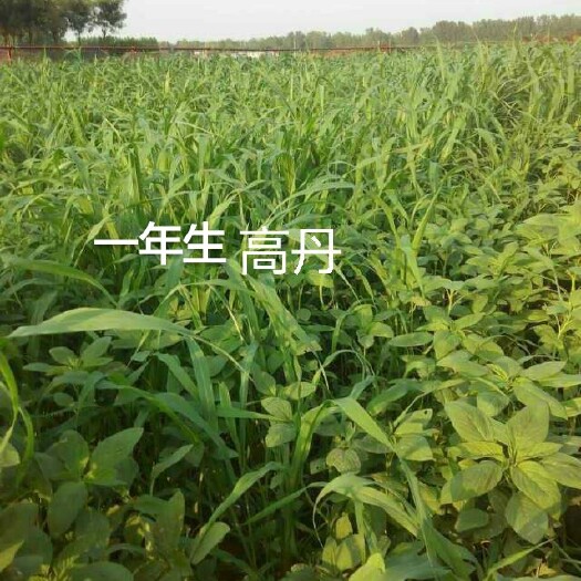 梁山县鸡鸭鹅，鱼草高丹草种子