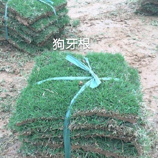 梁山县护坡草种子  狗牙根种子护坡固堤草坪绿化种子