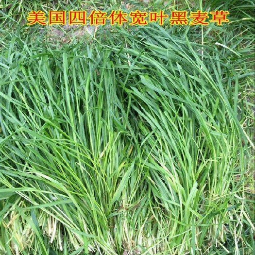 梁山县黑麦草种子  四倍体养殖专用黑麦草，可过冬牧草种子
