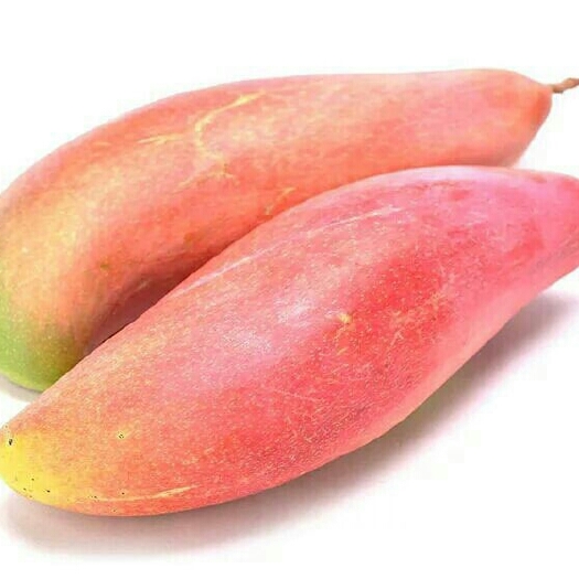 灵山县台农一号芒果苗