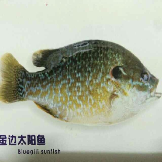 湖州金边太阳鱼