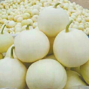 大荔县白甜瓜大荔县甜瓜价格