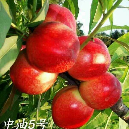 莒县中油4号油桃 126上市