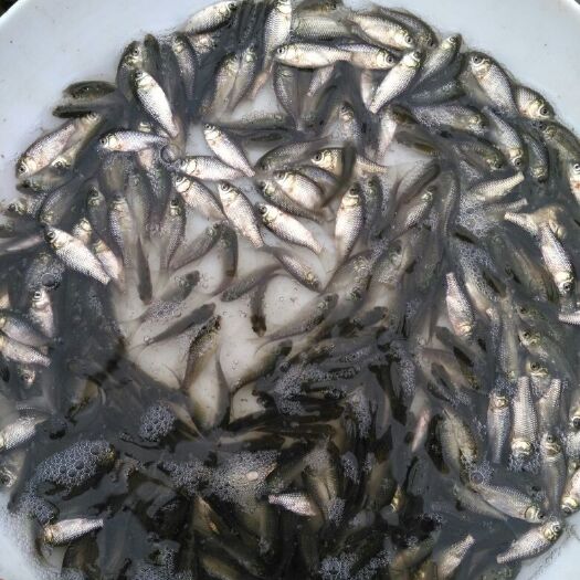 广州 鲫鱼苗 中科3号鲫鱼苗 快大型鲫鱼苗 异育银鲫鱼苗