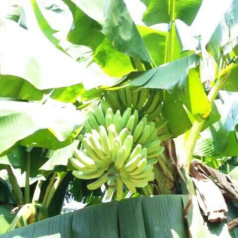 灵山县威廉斯香蕉苗
