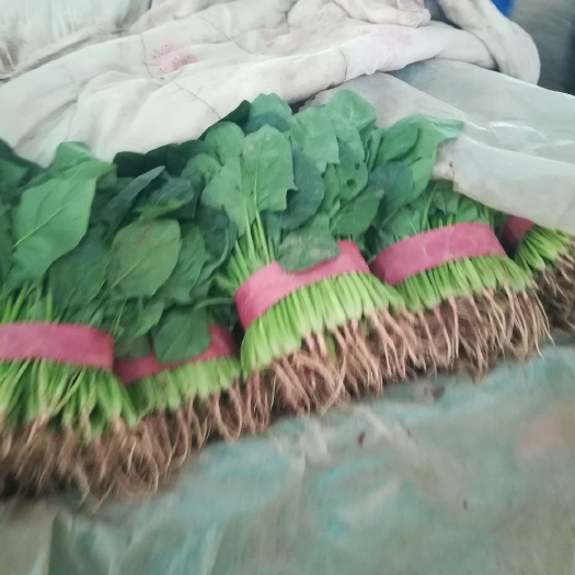 邯郸速生小白菜 8 ~10公分