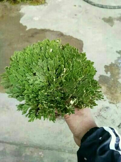 成都卷柏