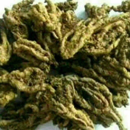 成都黄连