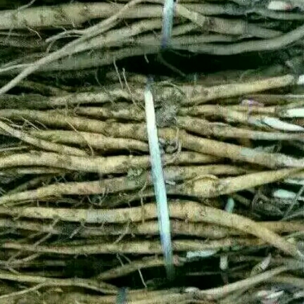 丹皮种苗