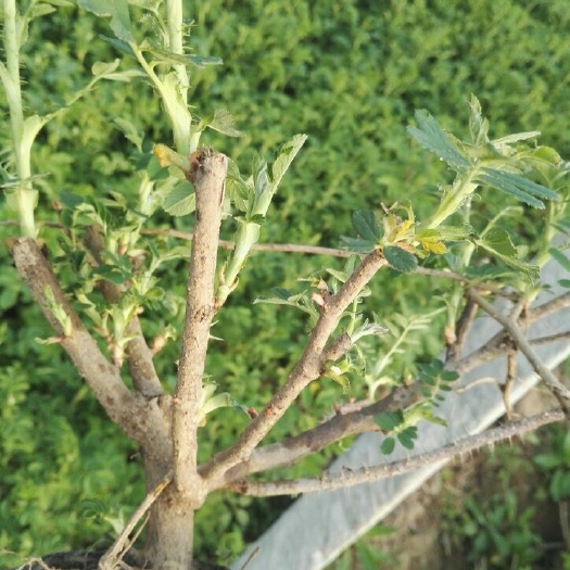 平阴县四季玫瑰