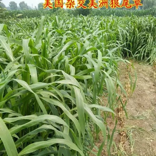 梁山县狼尾草种子  杂交皇竹草种子，北方新品，耐寒可过冬