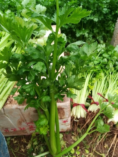 邯郸香芹 40~45cm 大棚种植 0.5斤以下