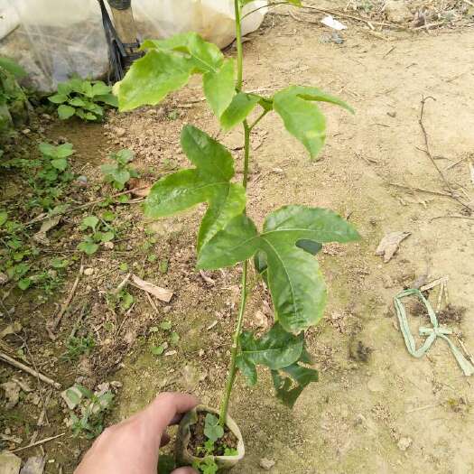 灵山县紫香百香果苗
