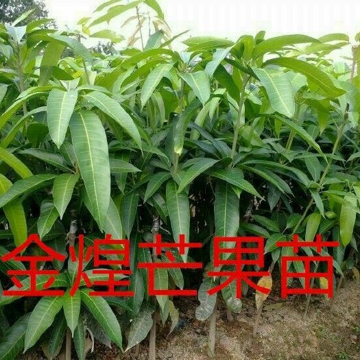 灵山县金煌芒果苗