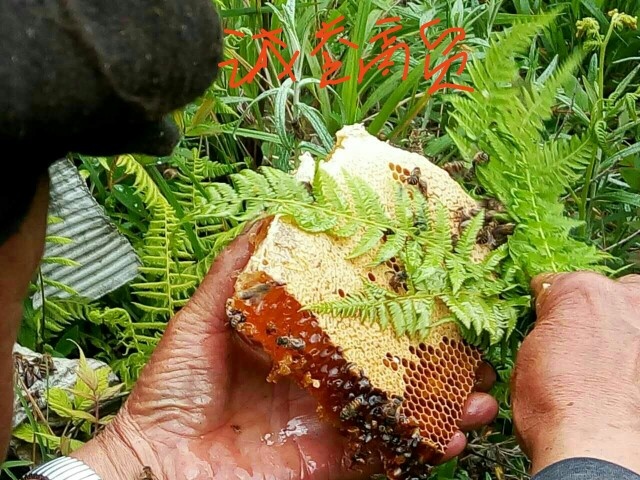 维西县土蜂蜜 玻璃瓶装  2年以上