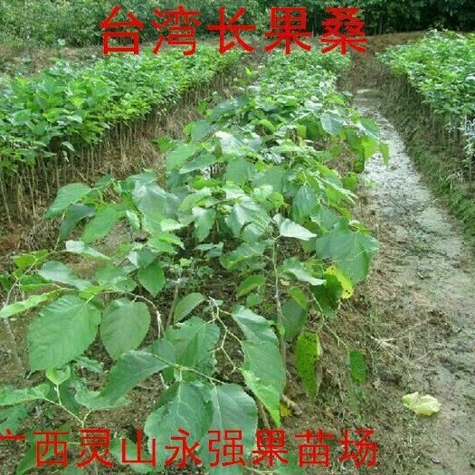 灵山县长果桑苗 