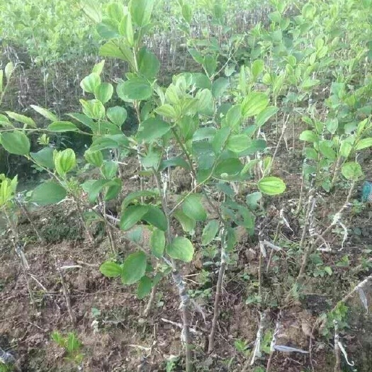 灵山县大青枣苗 