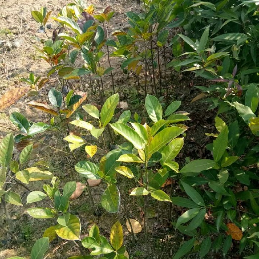 普宁市海大三号菠萝蜜苗