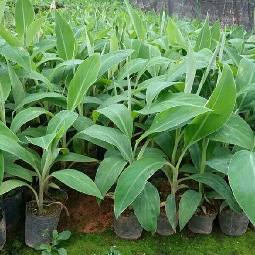 灵山县矮蕉苗 