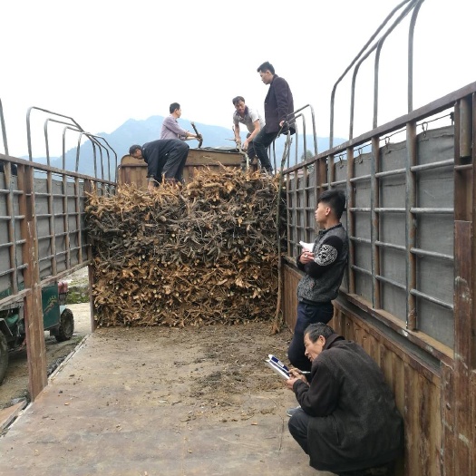 全州县小叶樟