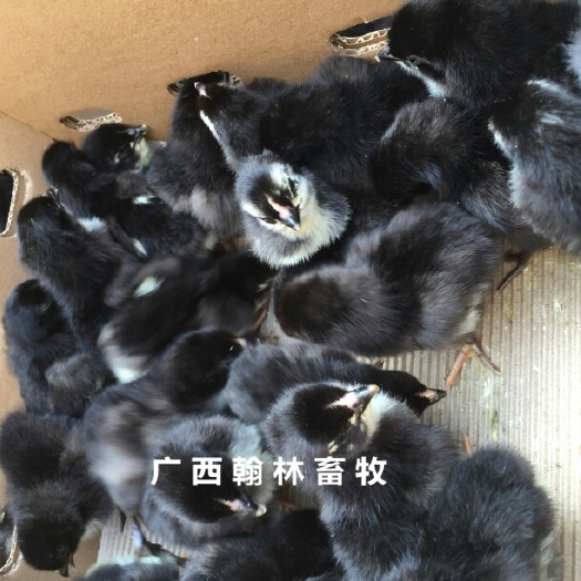 南宁芦花鸡苗 母