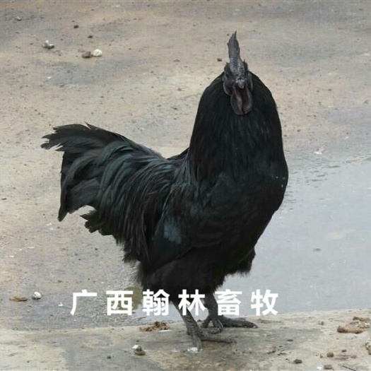 南宁麻羽乌鸡苗 