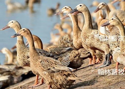南宁江南一号蛋鸭苗 
