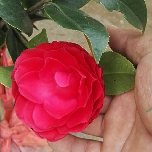 荔浦市赤丹 30~50cm 