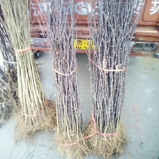 泰安大红袍花椒苗