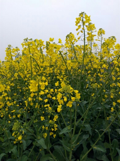 非转基因菜籽油