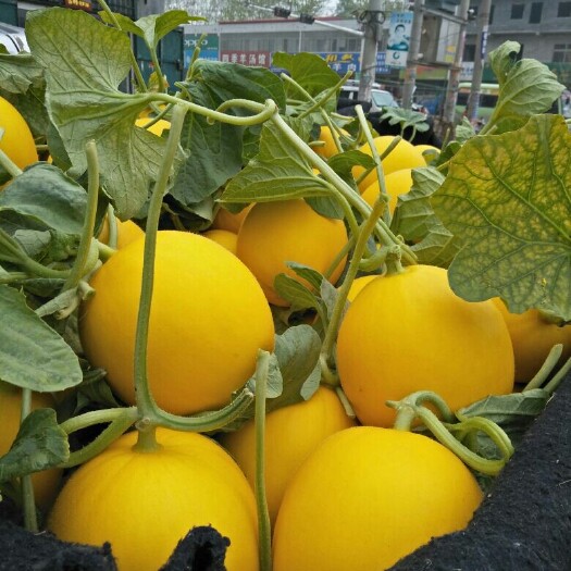 莘县久红瑞甜瓜 2斤以上