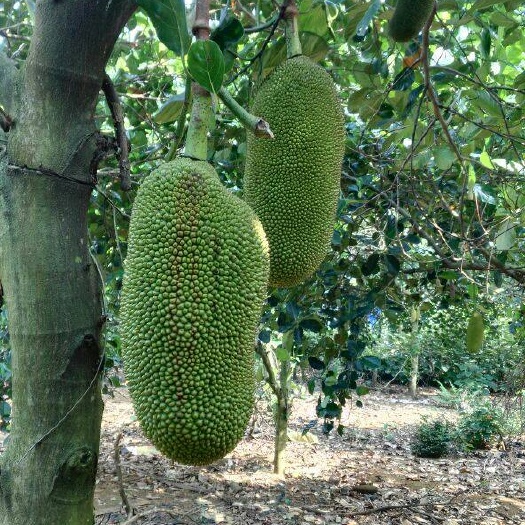 万宁市泰国菠萝蜜 15斤以上