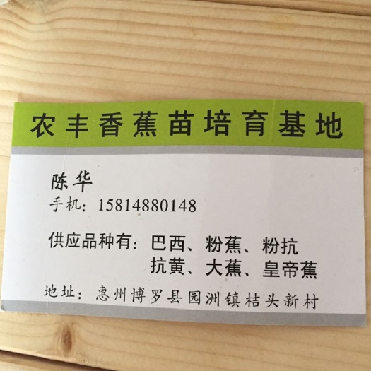 博罗县巴西蕉苗