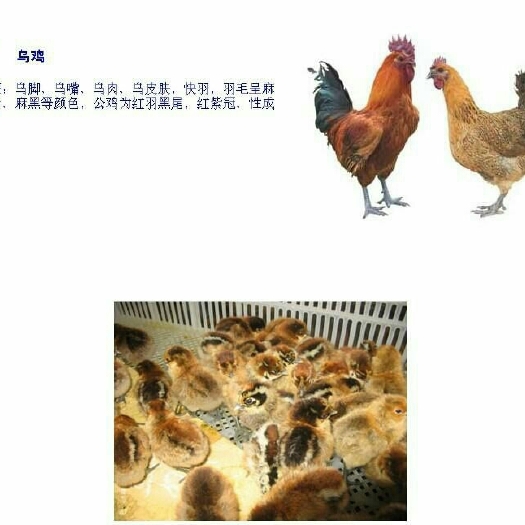 南宁麻羽乌鸡苗  快大乌鸡苗
