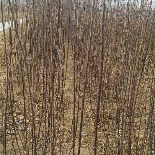 泰安红富士苹果苗 0.5~1米