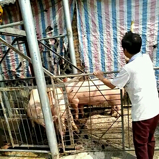 博白县三元猪  精品商品猪，长条骨架好。