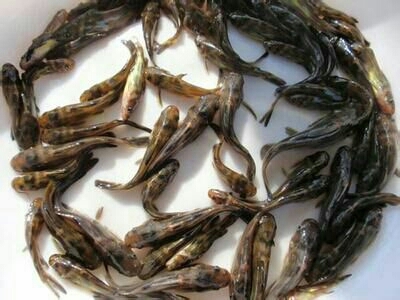 湖北黄颡鱼苗/黄骨鱼苗/黄辣丁鱼苗/黄鸭叫鱼养苗