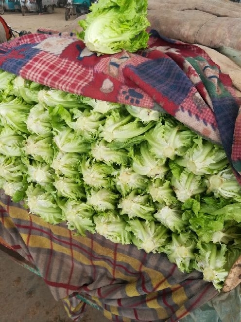 邯郸意大利生菜 5~6两
