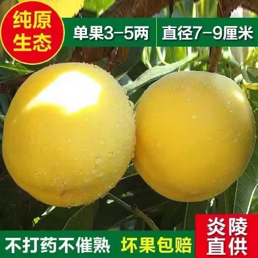 炎陵县 炎陵红心黄桃果肉甜、脆、香锦绣黄桃地标高山黄桃