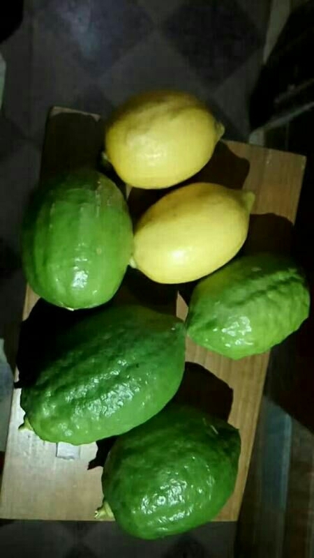 灵山县香水柠檬苗