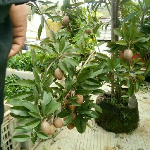 灵山县人心果树苗