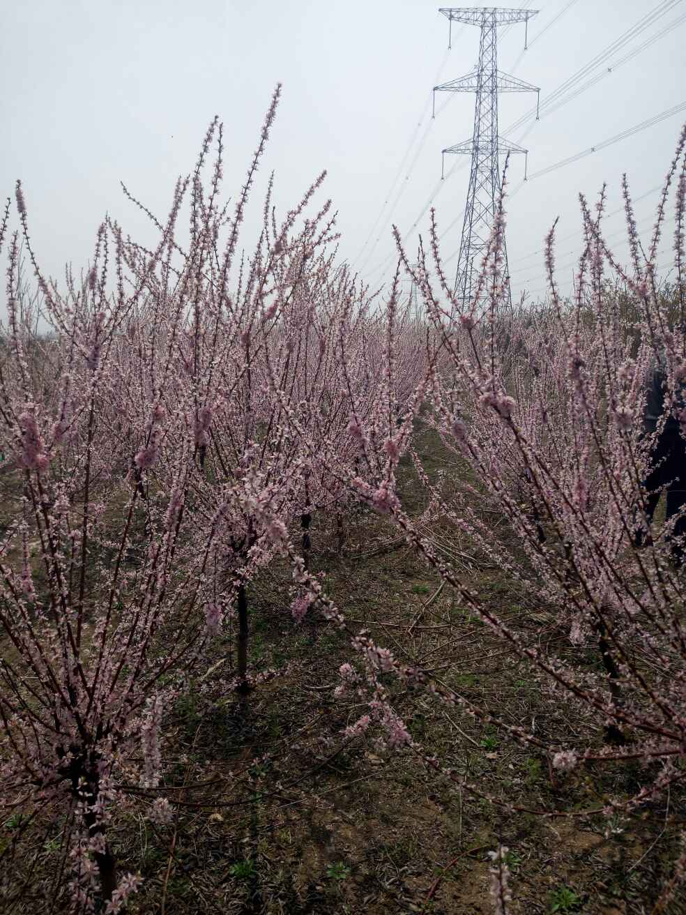 榆叶梅