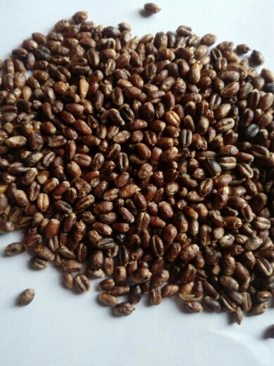 沂南县黑小麦