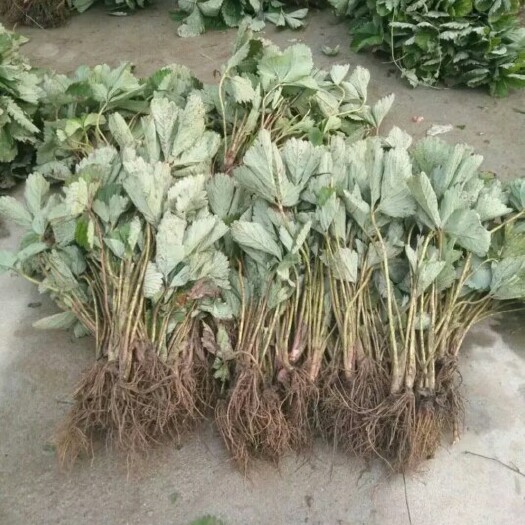 泰安甜查理草莓苗 地栽苗 10~20公分