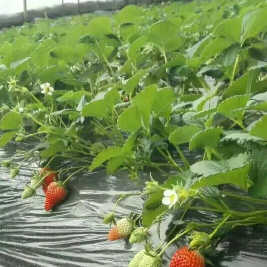 泰安章姬草莓苗 地栽苗 10~20公分
