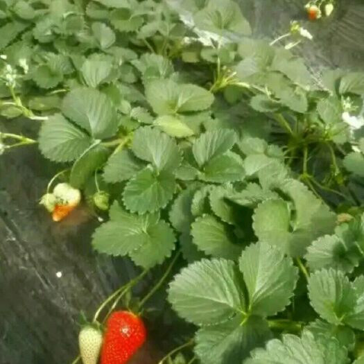 泰安红颜丰香草莓苗 地栽苗 10~20公分