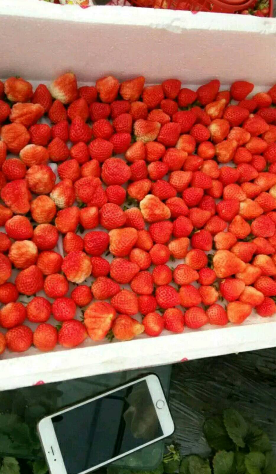 泰安甜宝草莓苗 地栽苗 10~20公分