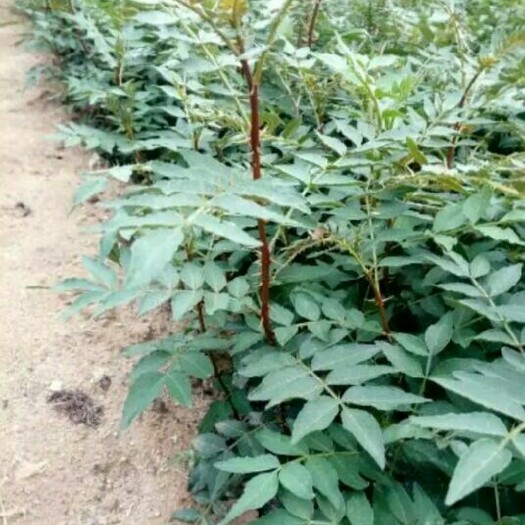 泰安大红袍花椒苗